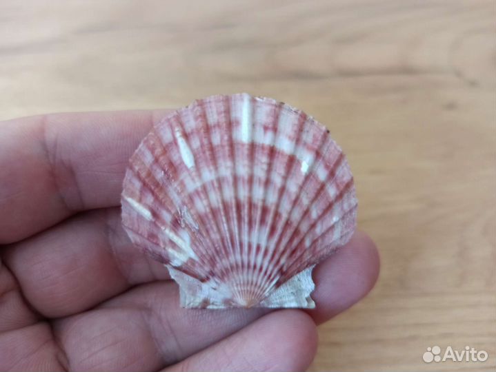 Морская раковина