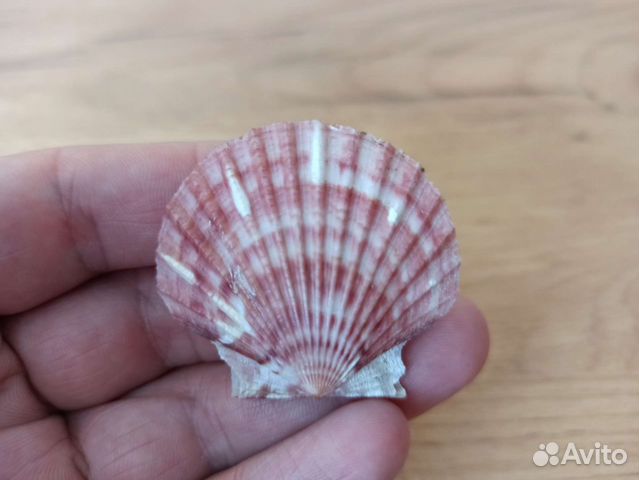 Морская раковина