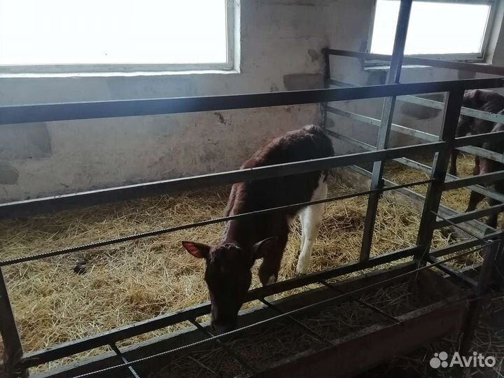 Телята бычки и телочки