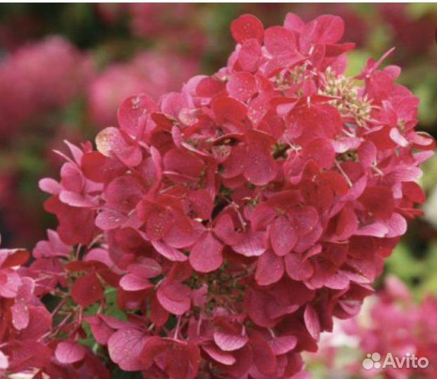 Гортензия метельчатая Даймонд руж