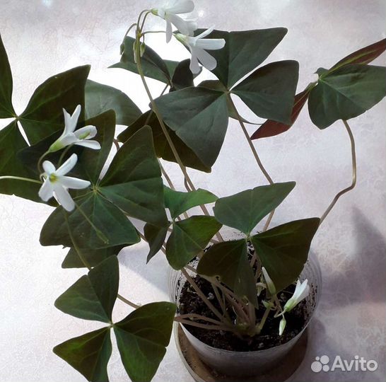 Кислица Бабочки, Оксалис