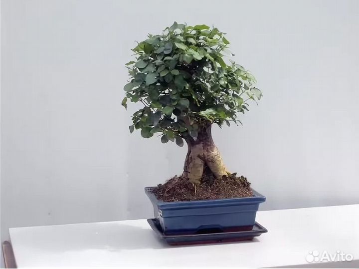 Горшок для бонсай