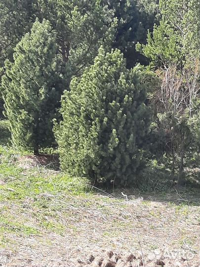 Крупномер - Кедр