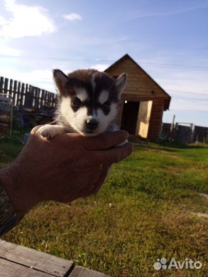Собаки хаски щенки
