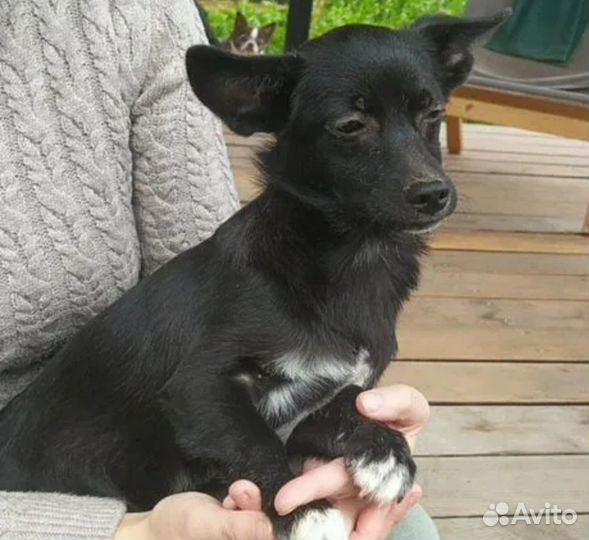 Щенки в добрые руки