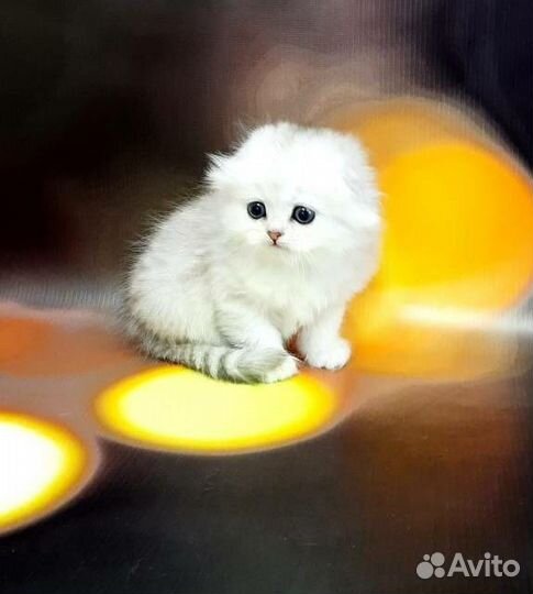 Вислоухие серебристые шиншиллы