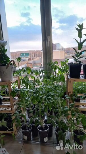 Рассада помидор