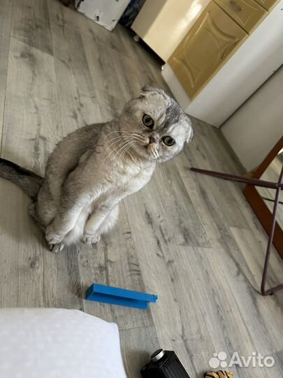 Шотландский вислоухий кот