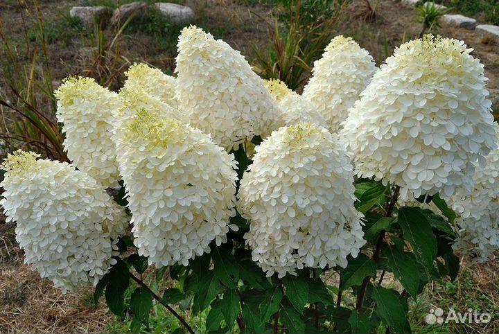 Гортензия метельчатая и крупнолистная