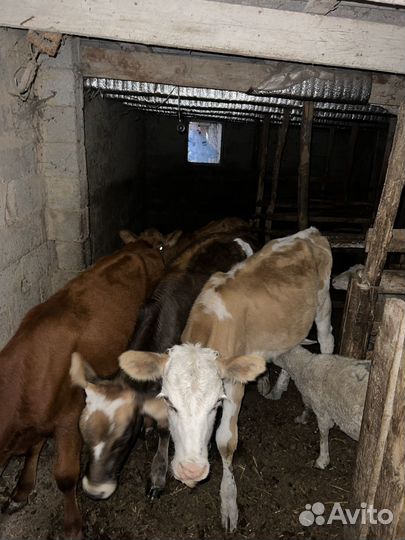 Телята пародистые семиталки 2, местныее 2
