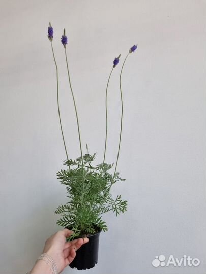 Лаванда цветущая / комнатная лаванда
