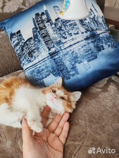 Рыжий котик