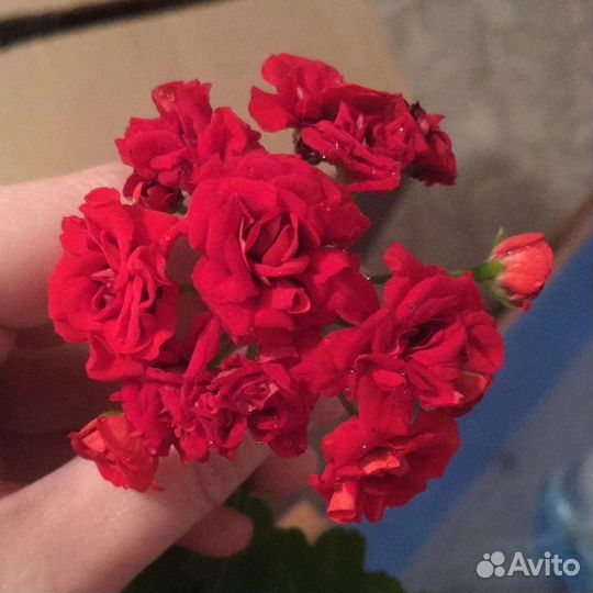 Пеларгония/герань, 3 варианта (обновлено 24/05/24)