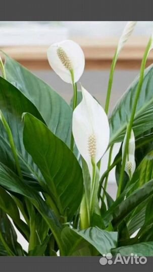 Спатифиллум