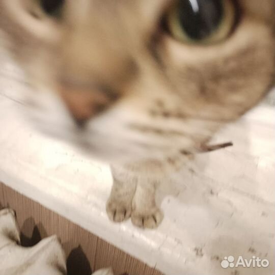 Кошку бесплатно в добрые руки