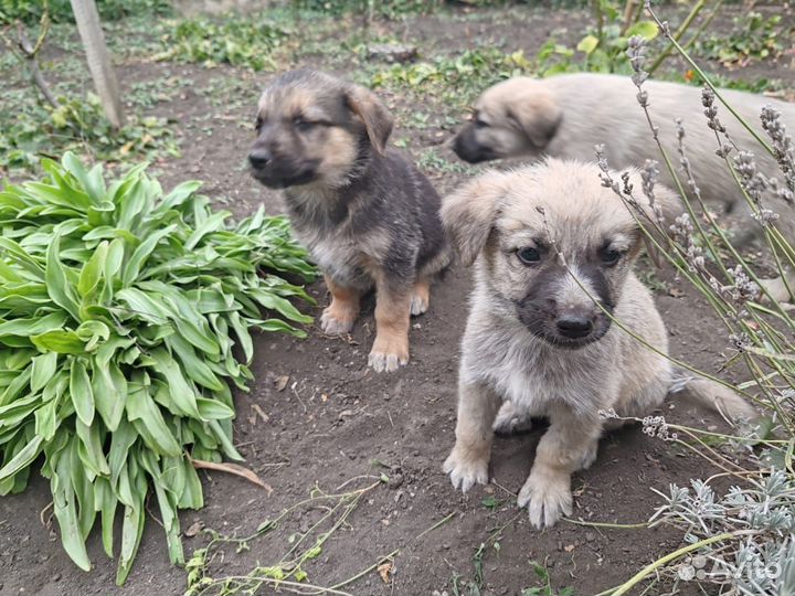 Щенки в добрые руки