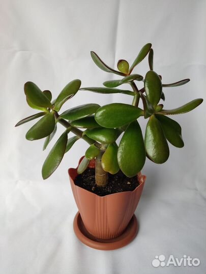 Цветок толстянка