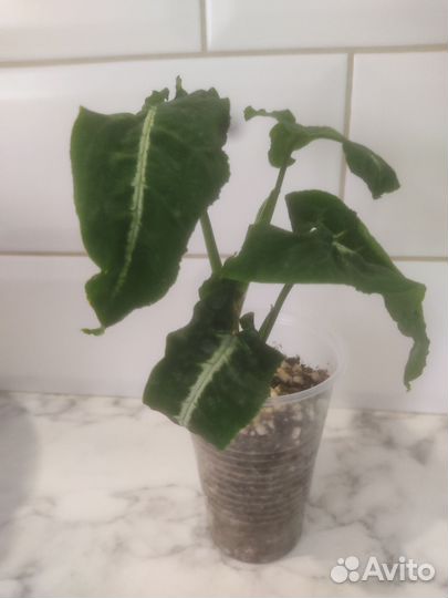 Сингониум ветланда