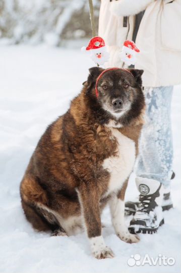 Отдам собачку