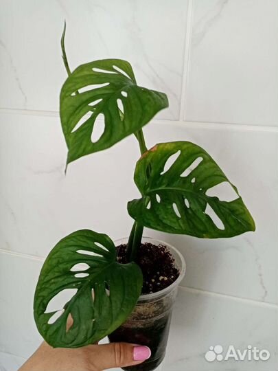 Монстера Манки