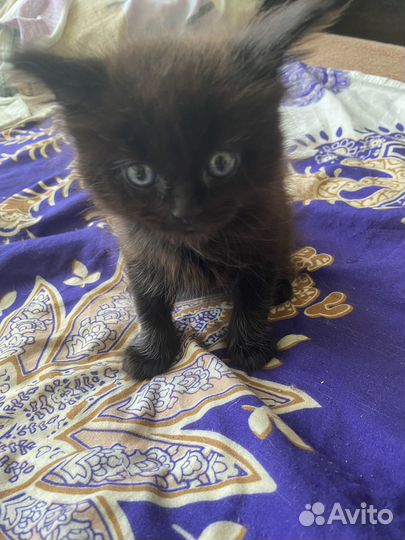 Котята отдам в добрые руки бесплатно