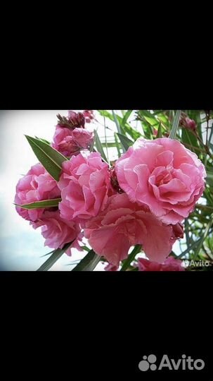 Олеандр розовый