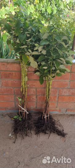 Малиновое дерево