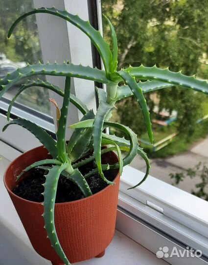 Аглаонема,маранта.алоэ
