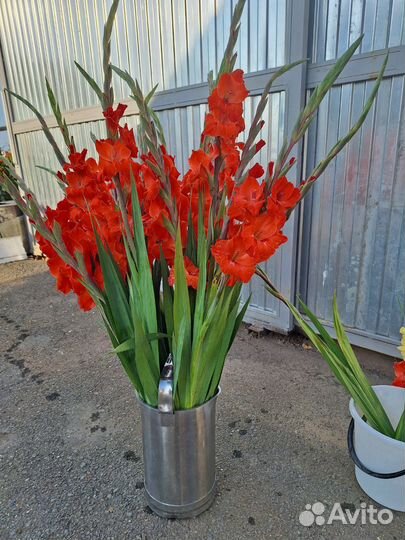 Гладиолусы красные