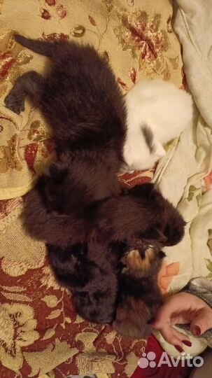 Котята в добрые руки