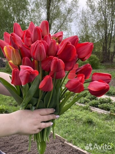 Тюльпаны цветы букет цветов доставка
