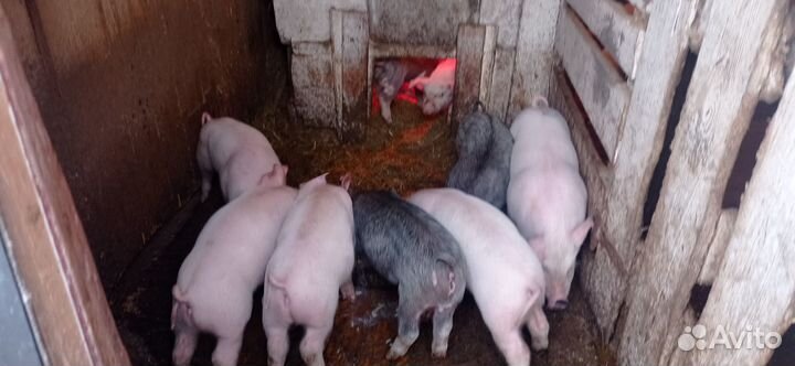 Поросята