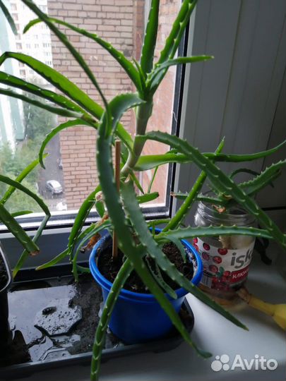 Алоэ лечебный