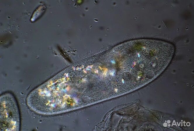 Трубочник Изя и Инфузория туфелька, корм для рыб