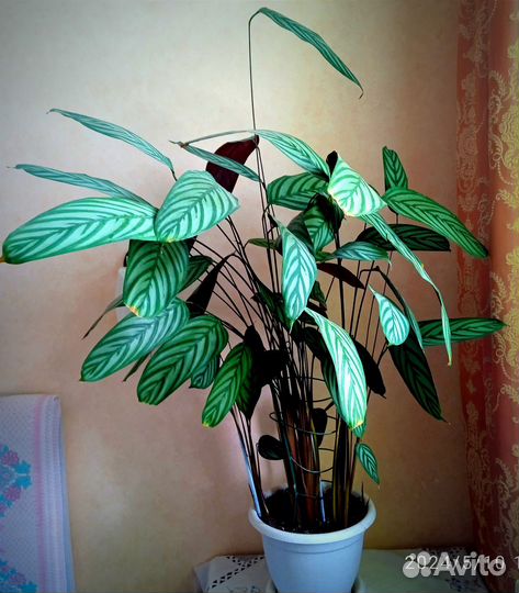 Комнатные цветы