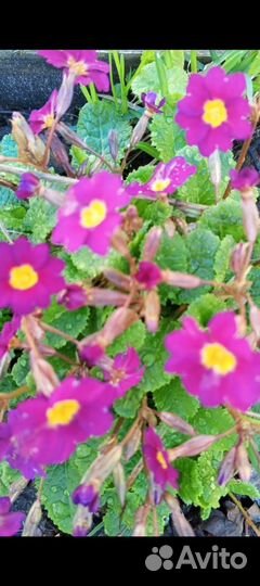 Примула алая