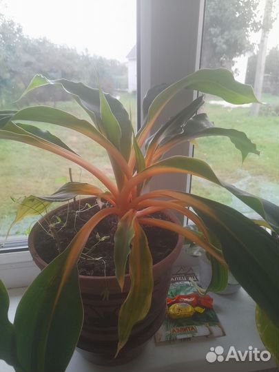 Хлорофитум Оранж