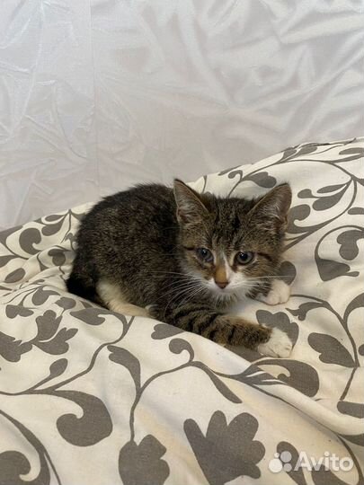 Котёнок Машенька 2 мес