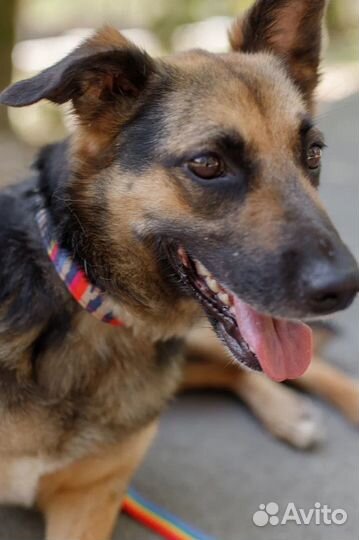 Метис немецкой овчарки