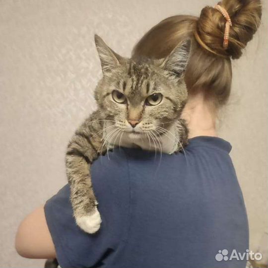 Кошечка Люся