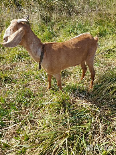 Козы Нубокомори