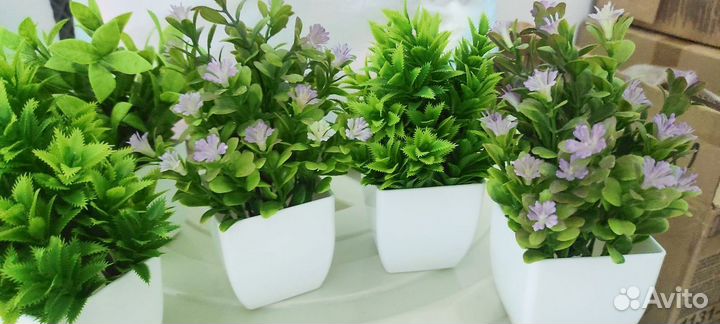 Декоративные цветы