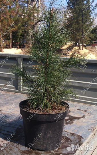 Саженцы сибирского кедра