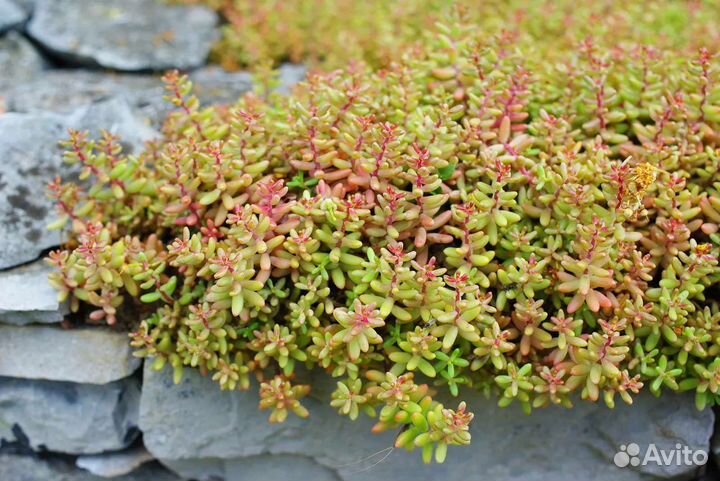 Очиток или седум белый (лат. Sedum album)