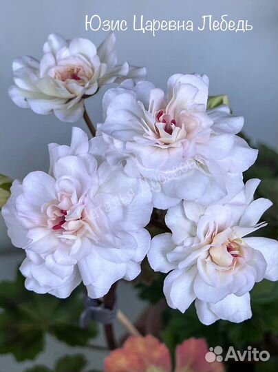 Пеларгония герань