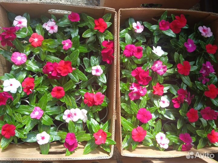 Катарантус