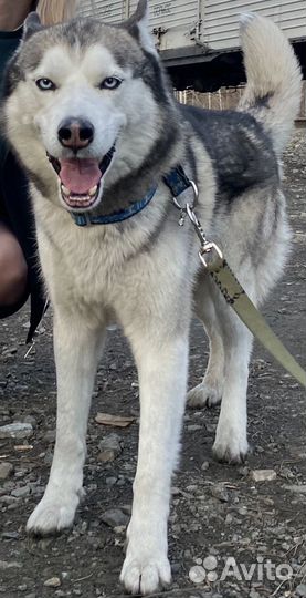 Потерялась собака