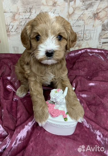 Мальтипушка ф2