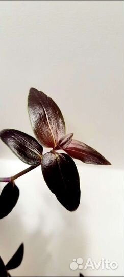 Традесканции,каллизии,солейролия