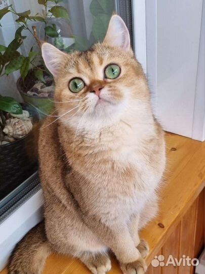 Шотландская прямоухая кошка